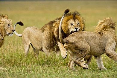 神谷英树将《猎天使魔女：起源》比作童心绘本